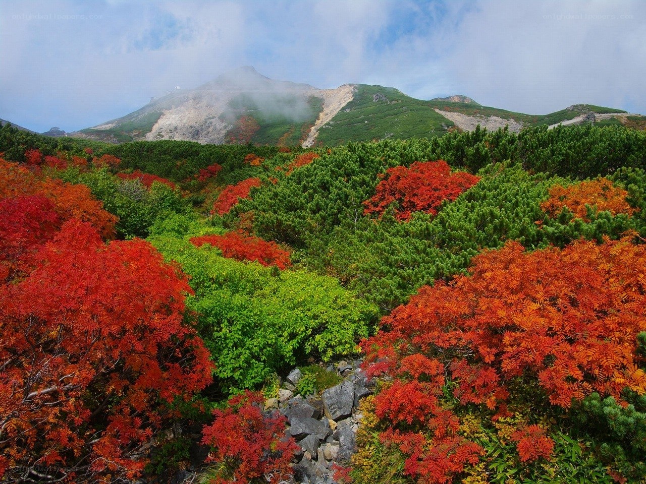 Autumn foliage on a mountain