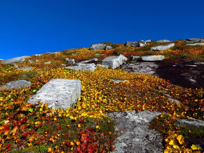 Autumn foliage on a rocky hillside
