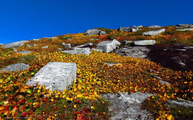 Autumn foliage on a rocky hillside