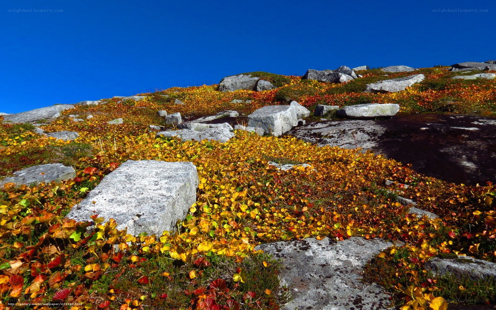 Autumn foliage on a rocky hillside