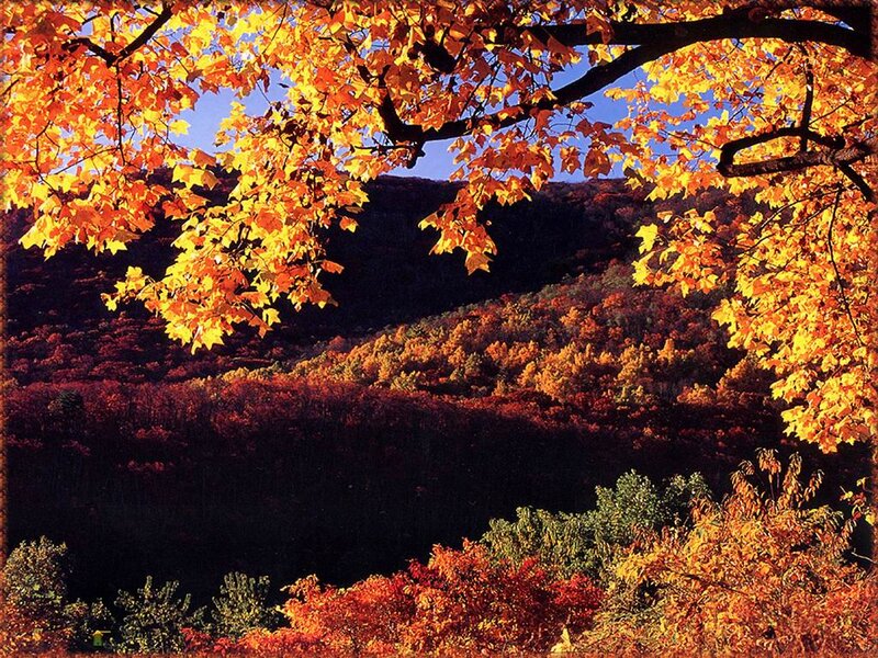 Autumn Foliage on Hills — Orange