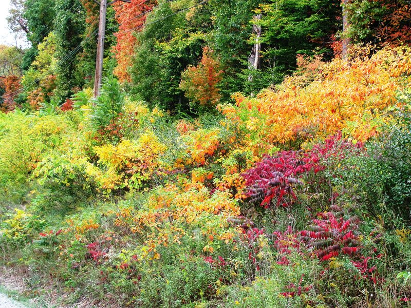 Autumn Foliage on Hillside — Orange