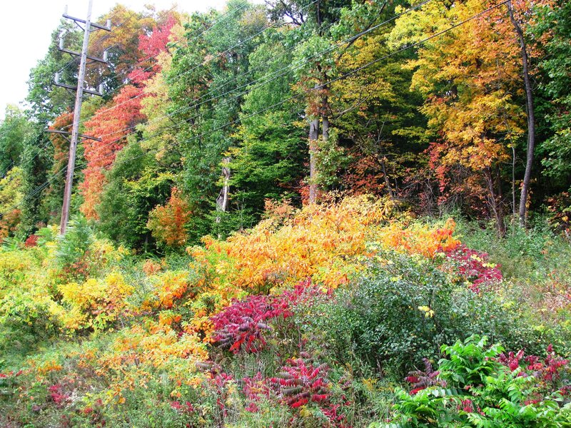 Autumn Foliage on Hillside