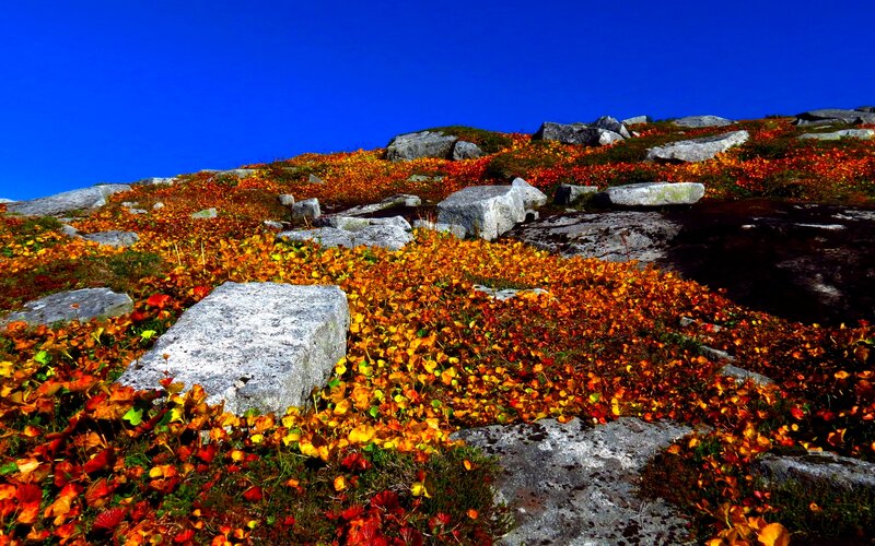 Autumn Foliage on Rocks — Blue