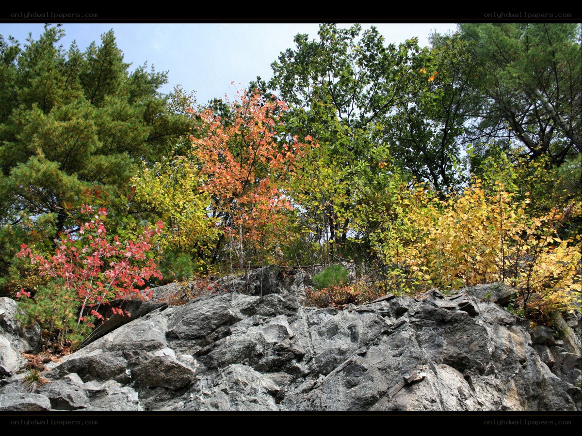 autumn foliage on rocky terrain