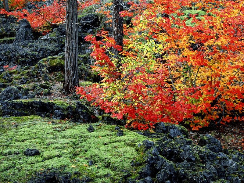 Autumn foliage on volcanic rocks
