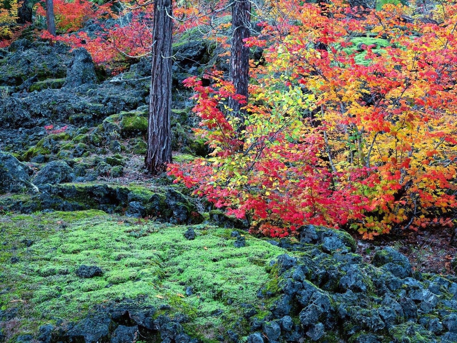 Autumn foliage on volcanic rocks