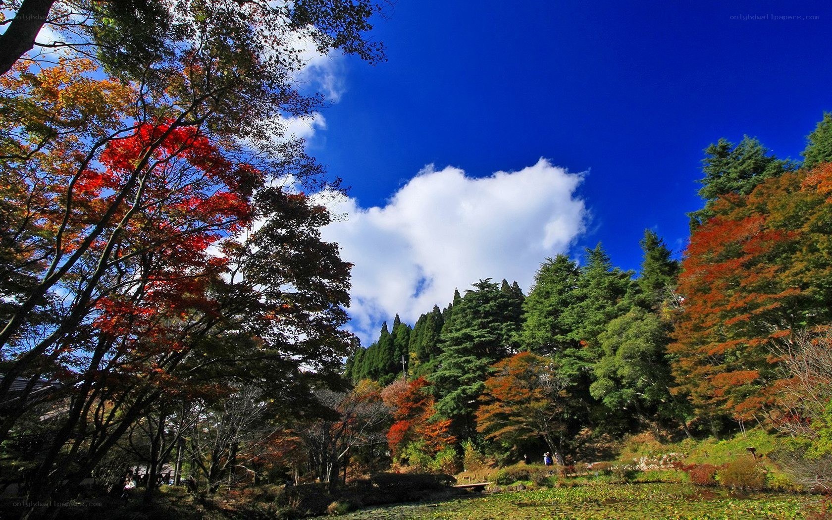 Autumn foliage under blue sky