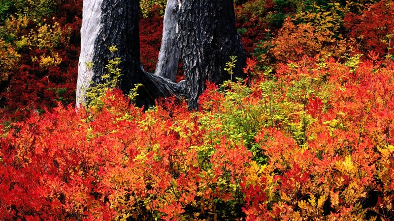 Autumn Foliage under Trees