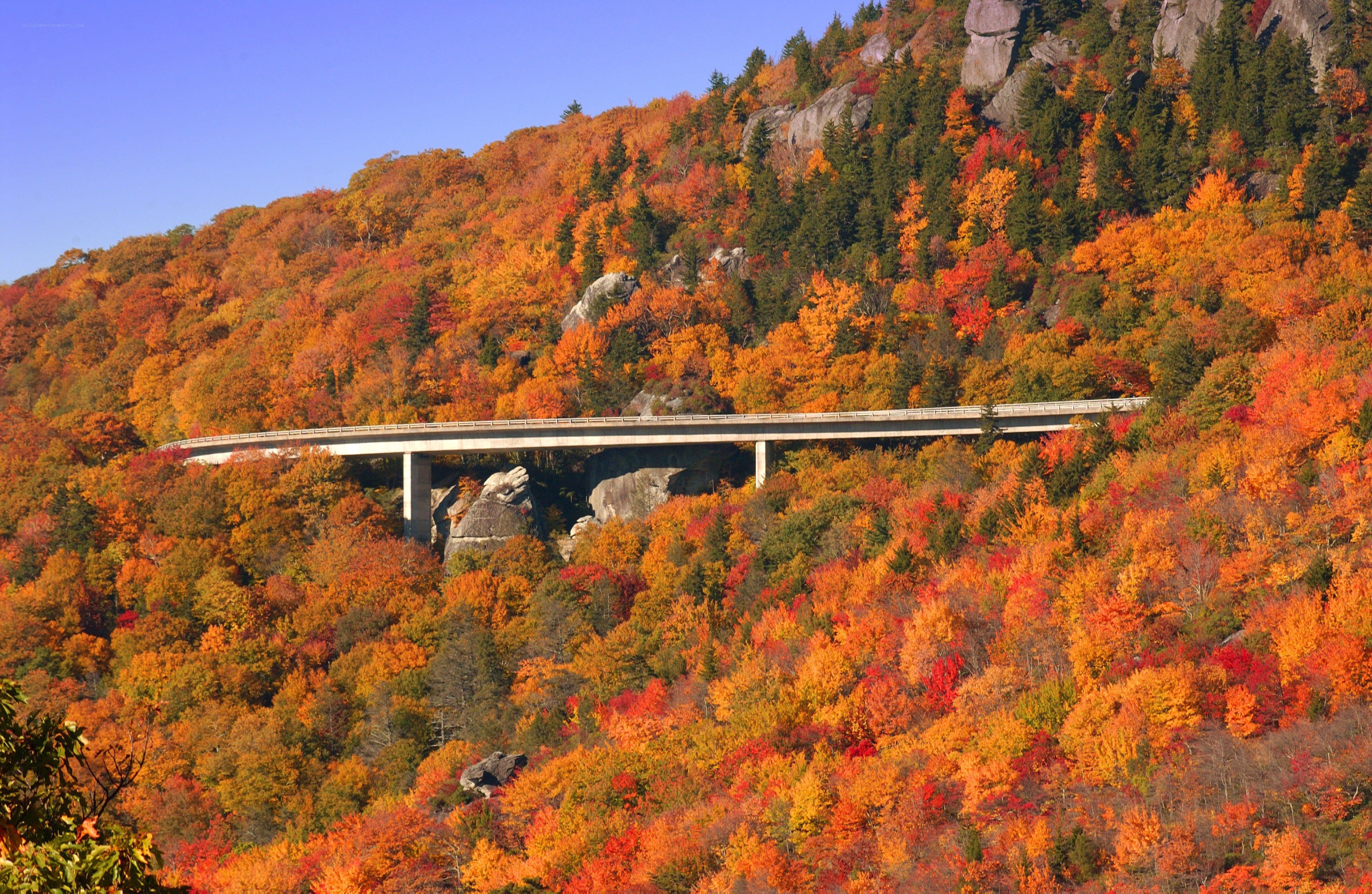 Autumn foliage with bridge