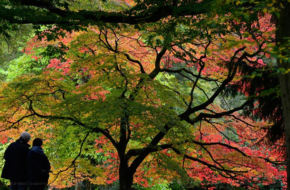 Autumn foliage with couple