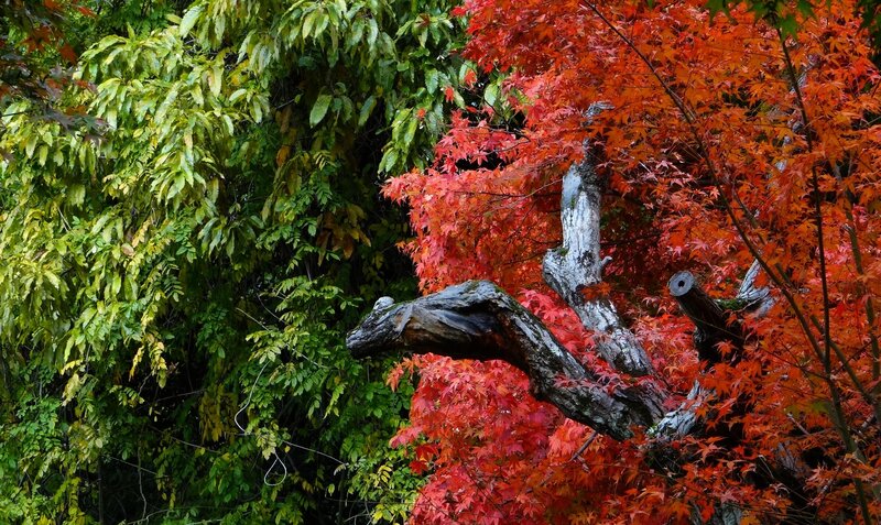 Autumn foliage with red maple