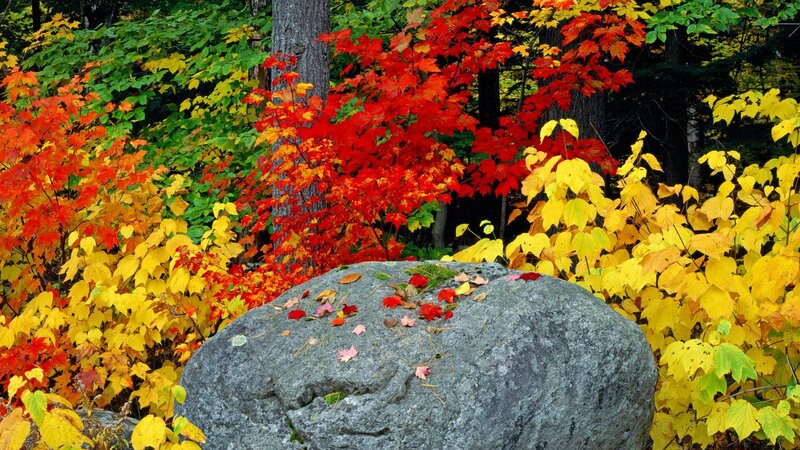 Autumn Foliage with Rock — Red, Serene, Photograph