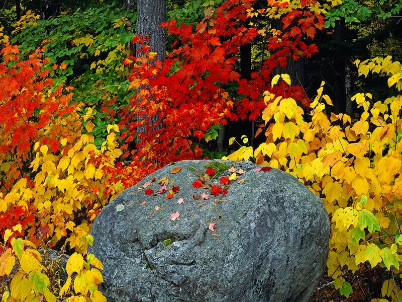 Autumn Foliage with Rock — Red, Serene