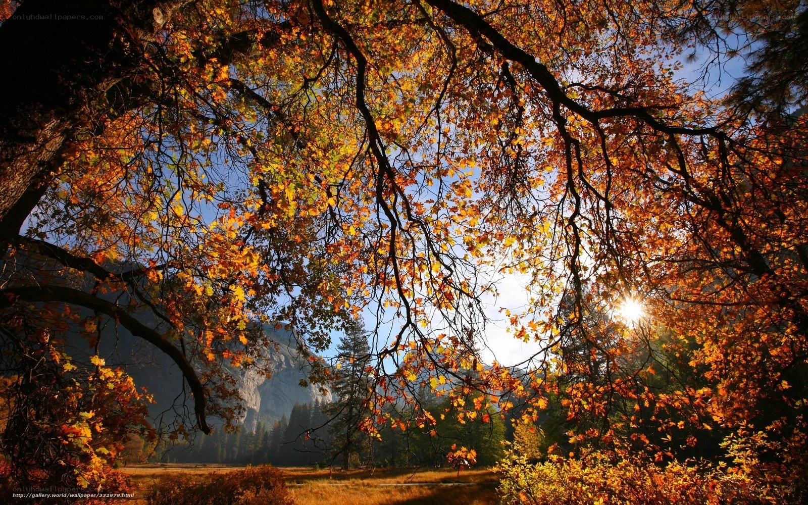 Autumn foliage with sunlit trees