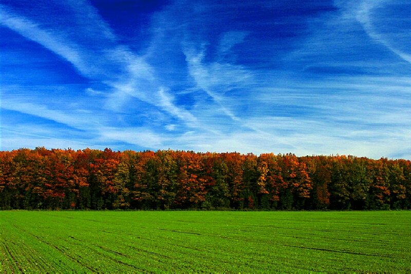 Autumn Forest and Field — Blue