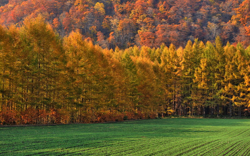 Autumn Forest and Field — Green, Serene