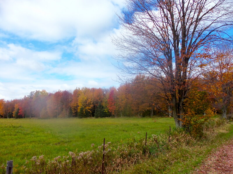 Autumn Forest and Field — Green