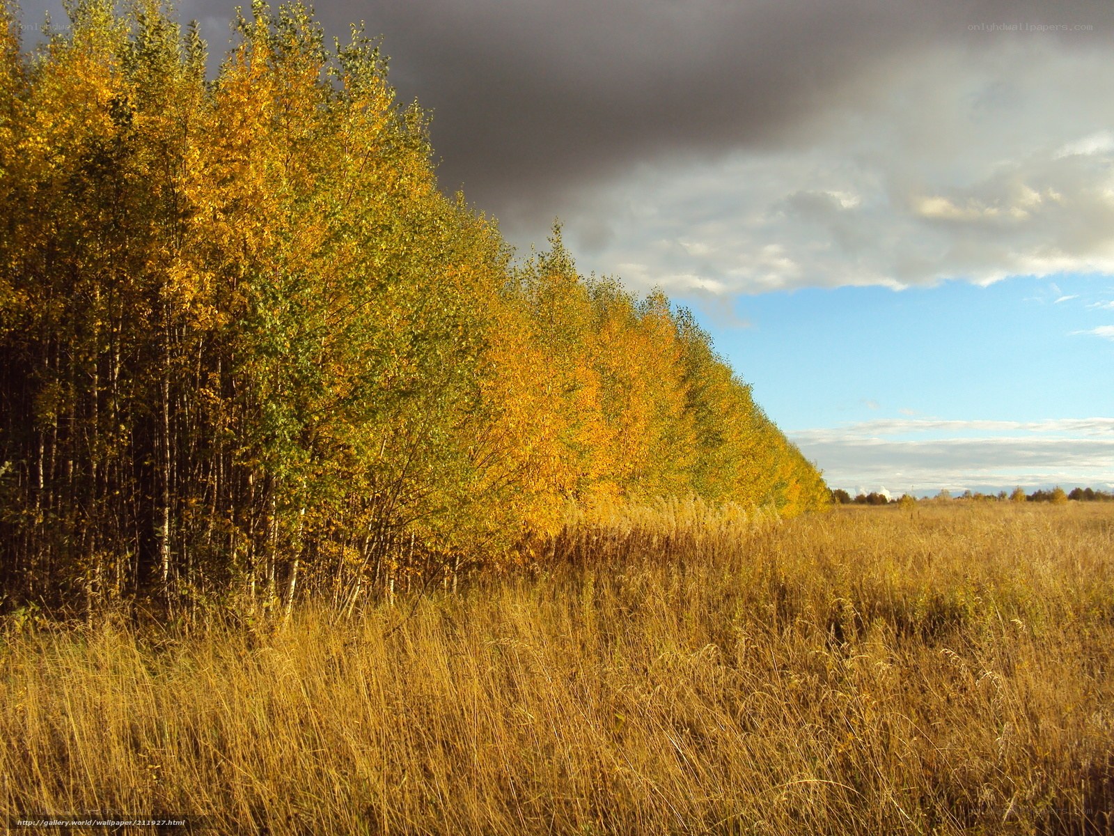 Autumn forest and field