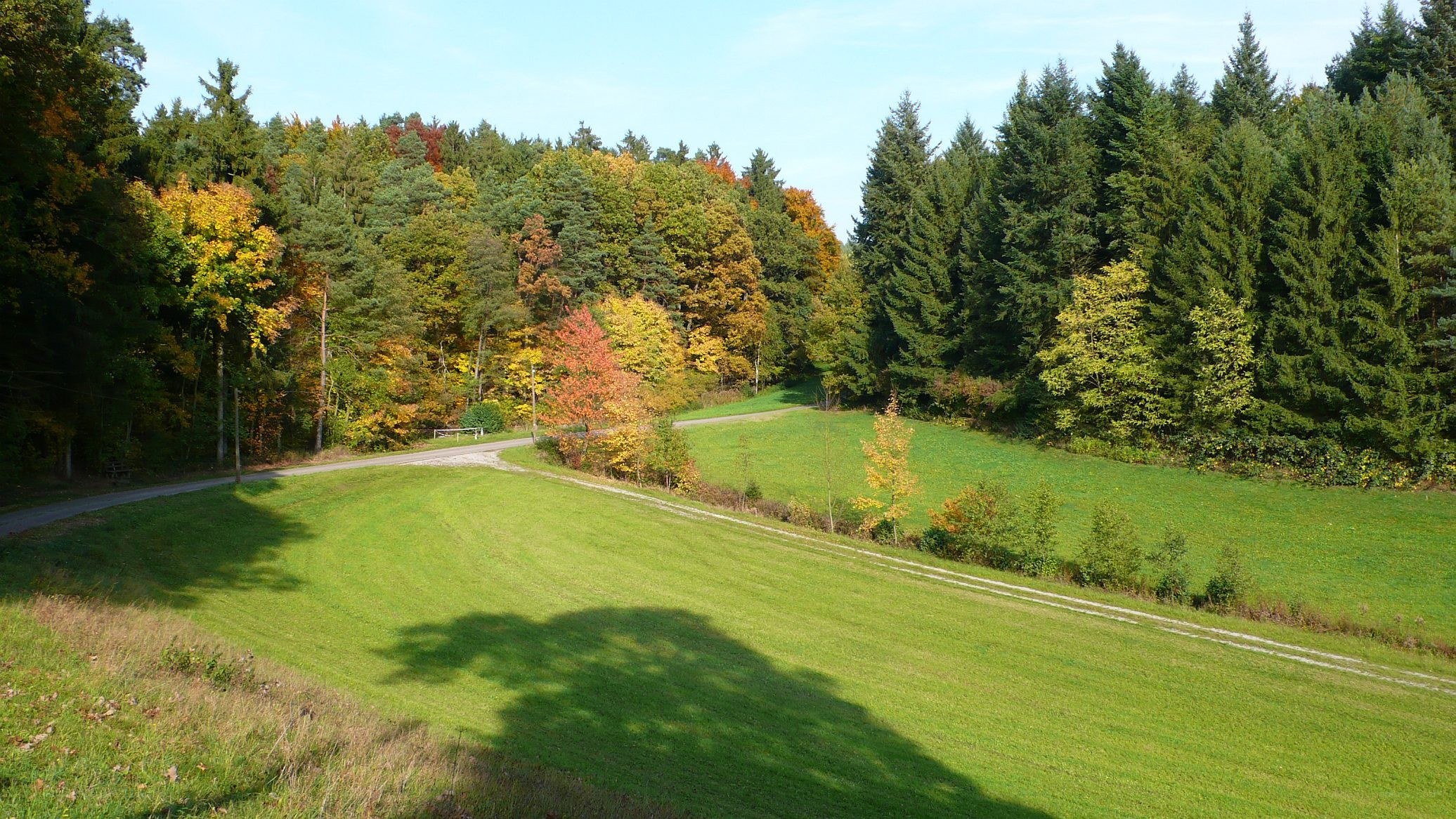 Autumn forest and grassy field