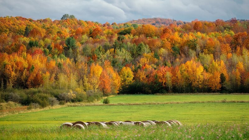 Autumn Forest and Hay Bales