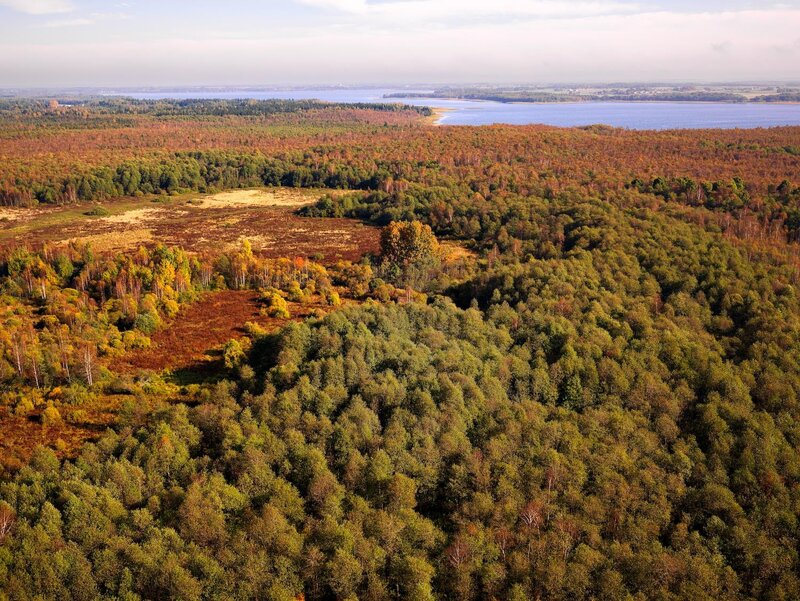 Autumn forest and lake landscape