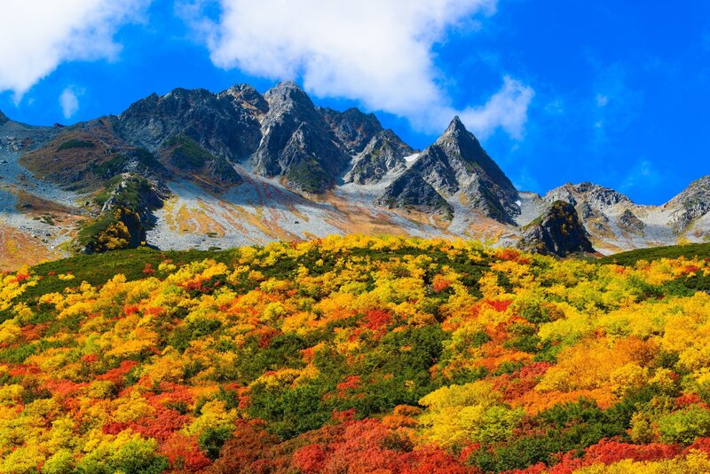 Autumn Forest and Mountains — Yellow, Vibrant