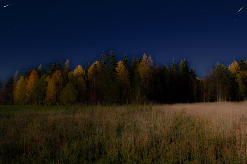 Autumn Forest at Night — Dark Blue