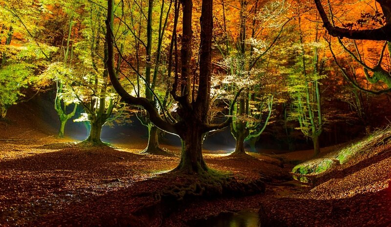 Autumn Forest at Night — Orange, Dramatic
