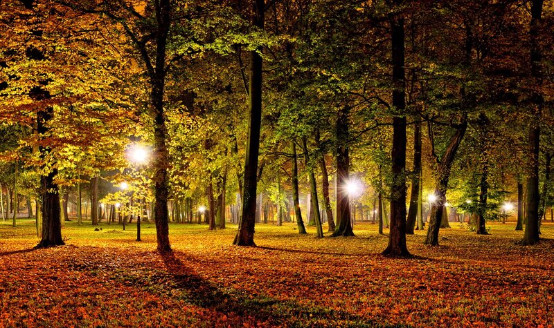Autumn Forest at Night — Orange, Serene