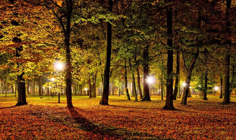 Autumn Forest at Night — Orange