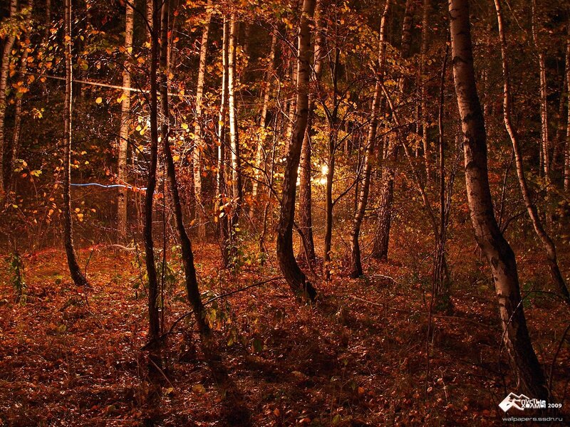 Autumn forest at night
