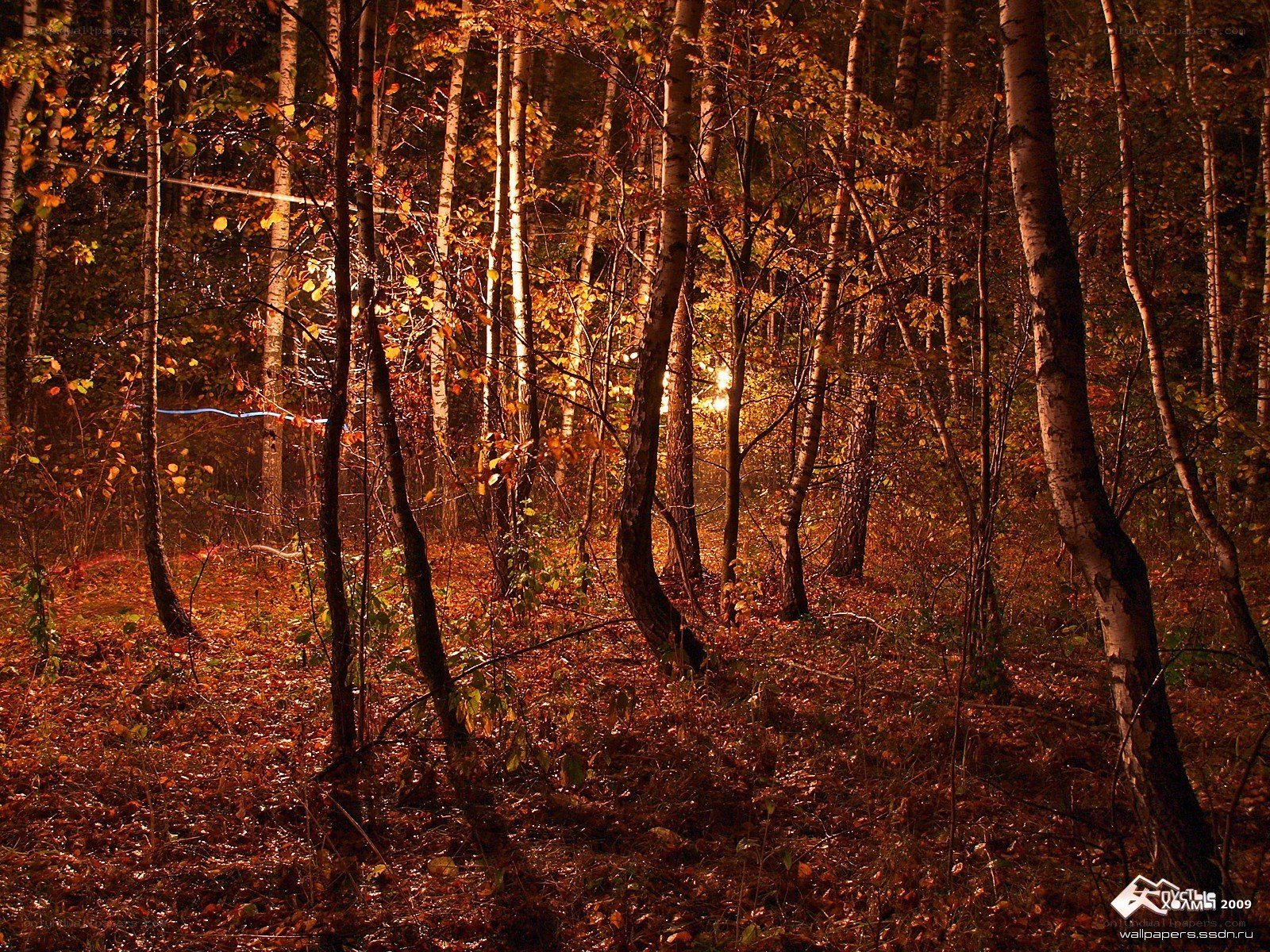 Autumn forest at night