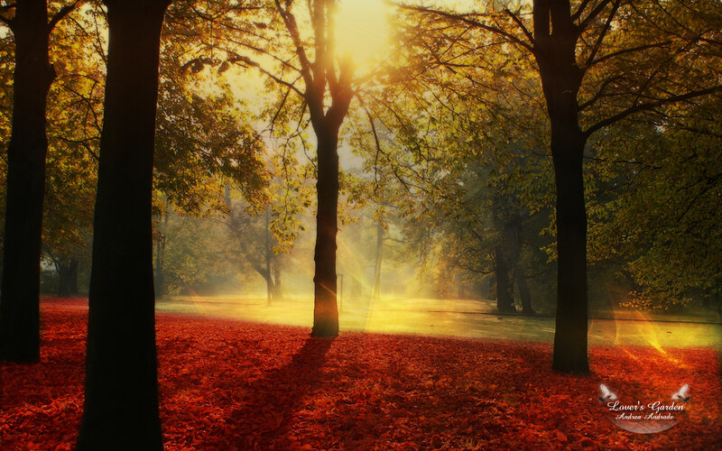 Autumn forest at sunrise