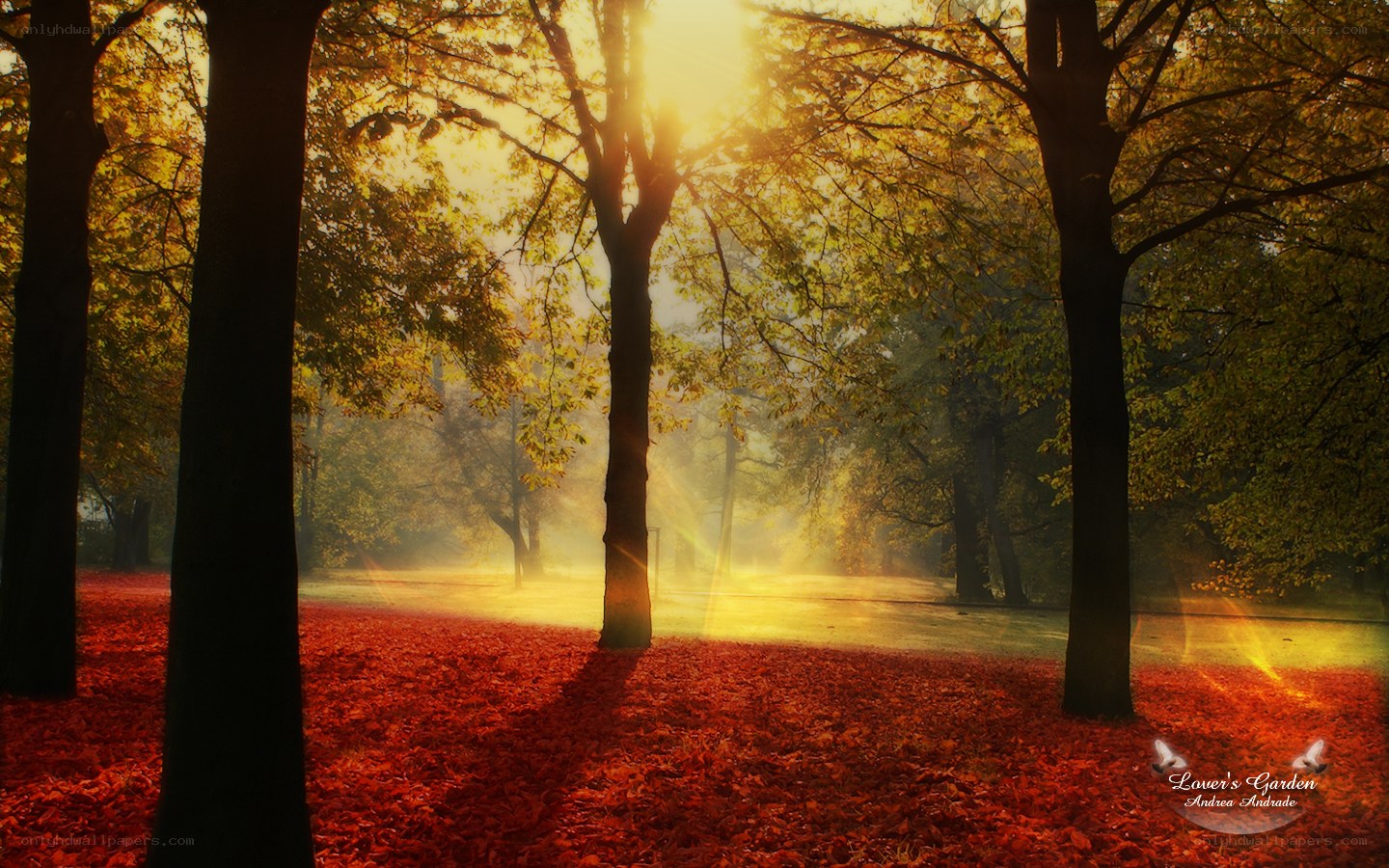 Autumn forest at sunrise