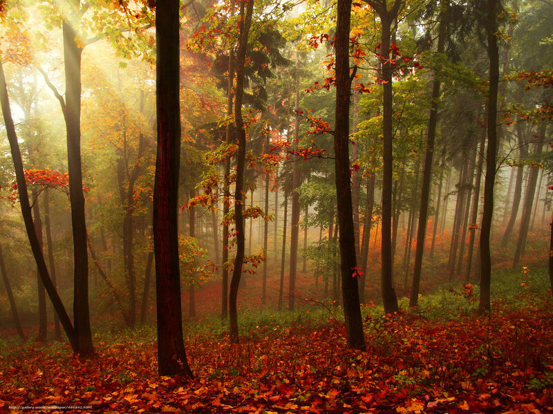 Autumn forest at sunrise