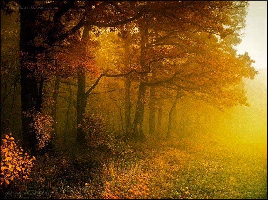 Autumn forest at sunrise