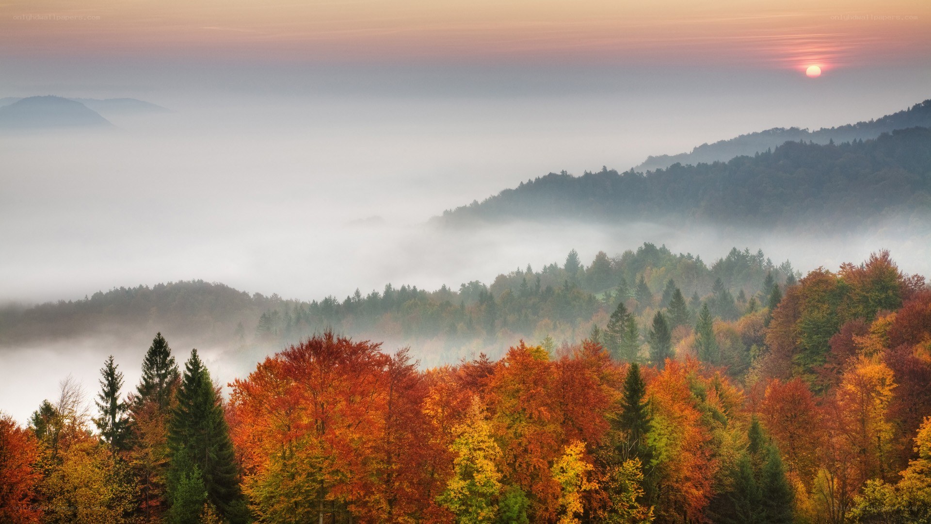 Autumn forest at sunrise