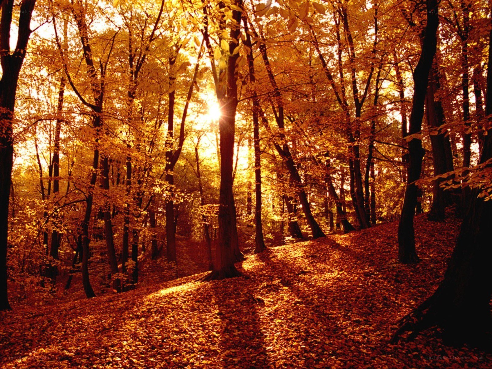 Autumn forest at sunrise