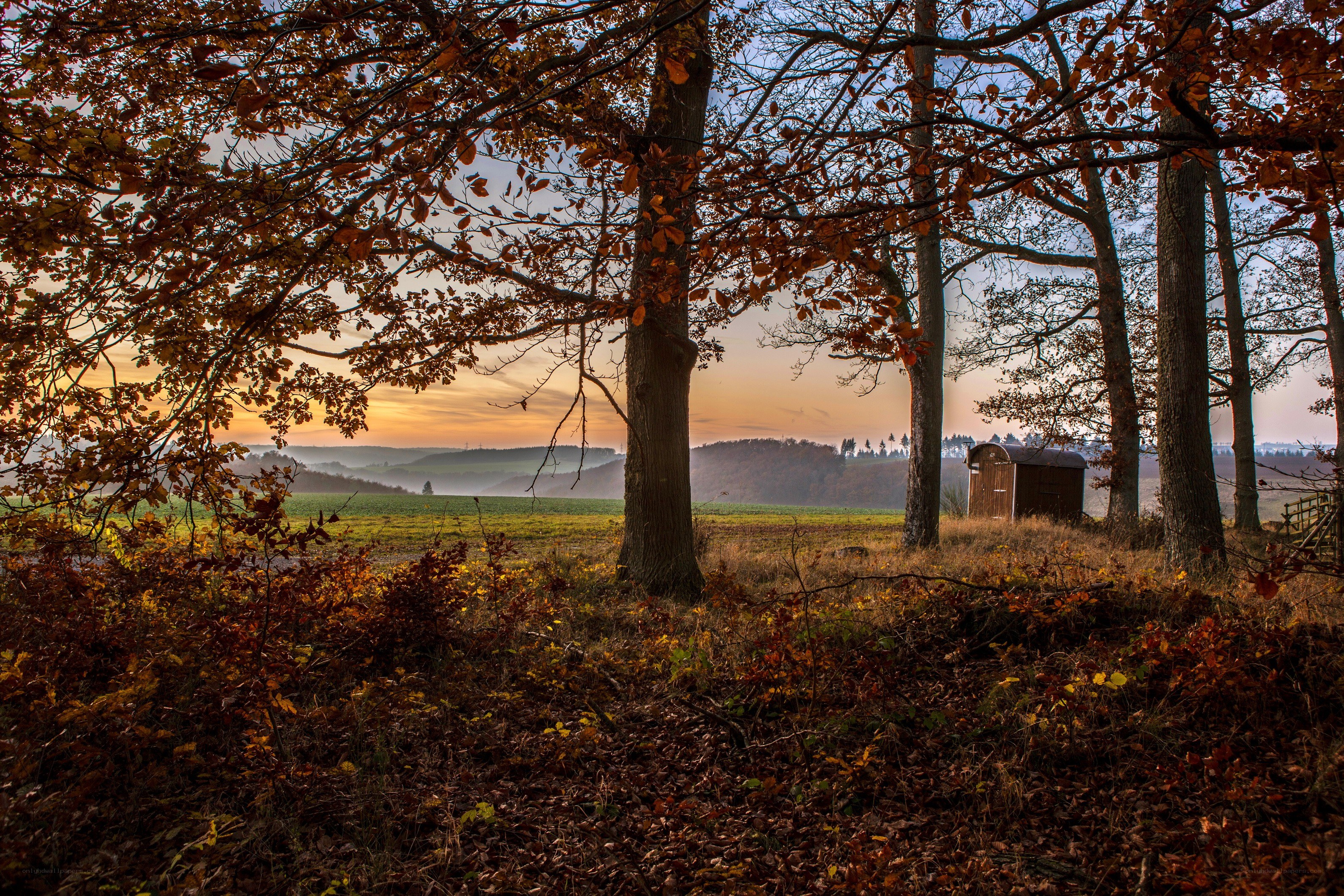 Autumn forest at sunrise