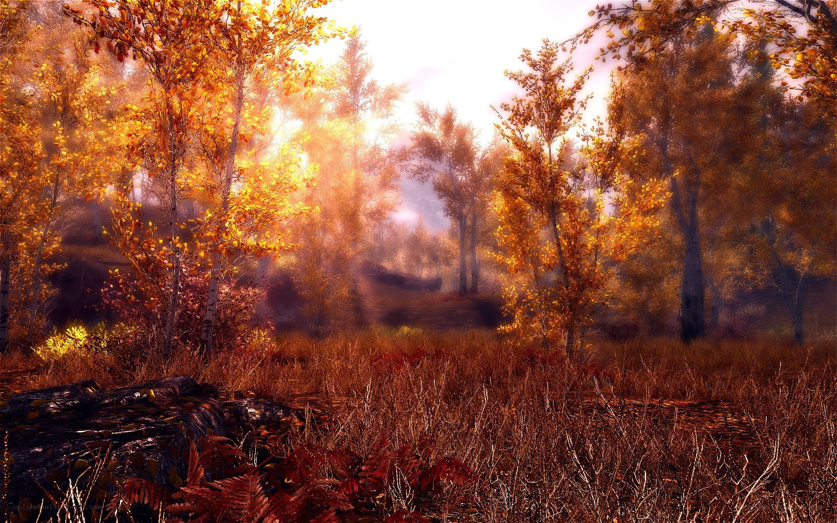 Autumn forest at sunrise