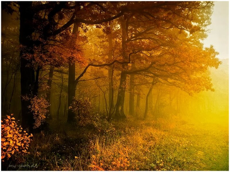 Autumn Forest at Sunrise — Gold, Serene, Morning, Photograph
