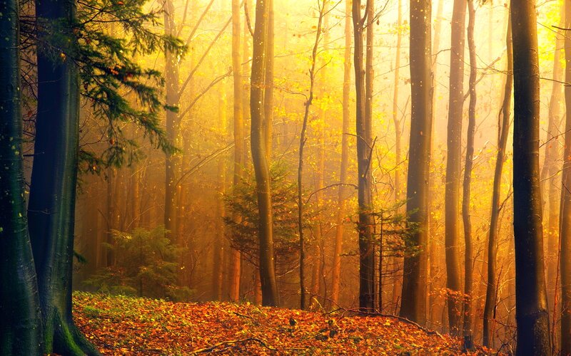 Autumn Forest at Sunrise — Gold, Serene, Morning, Photograph, Trees