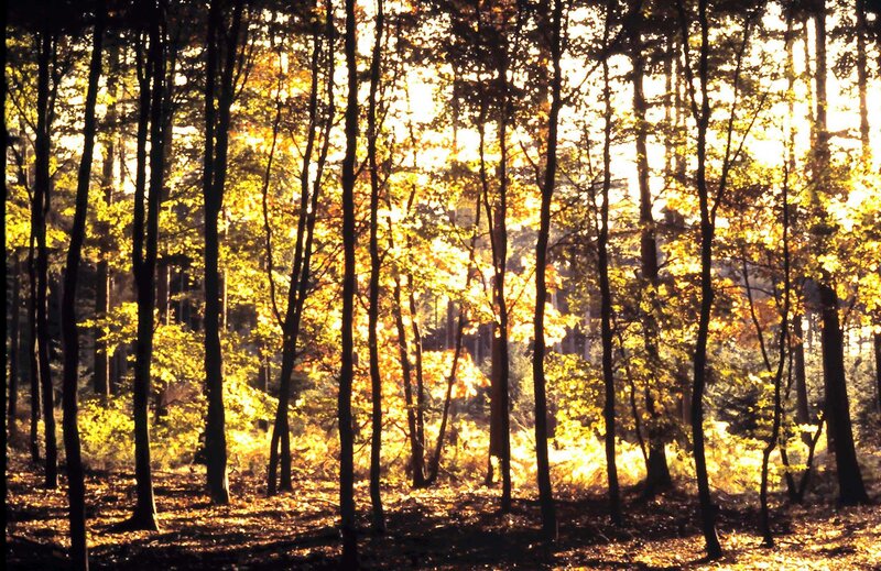 Autumn Forest at Sunrise — Gold, Serene