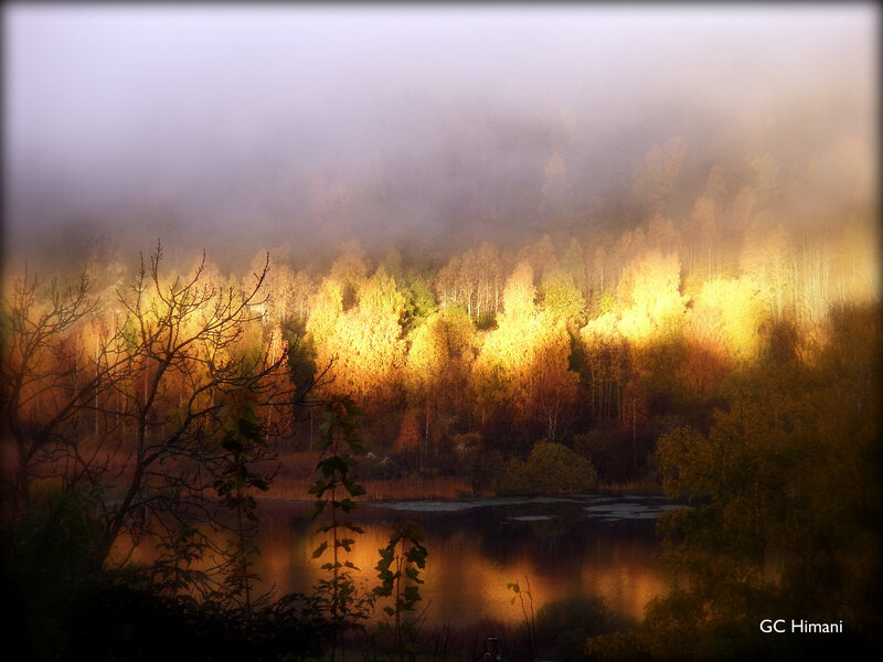 Autumn Forest at Sunrise — Gold