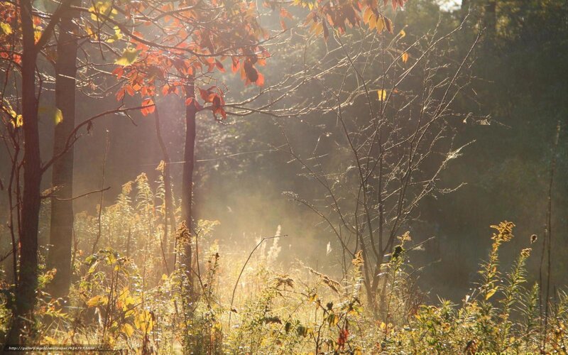 Autumn Forest at Sunrise — Orange, Serene, Morning, Photograph