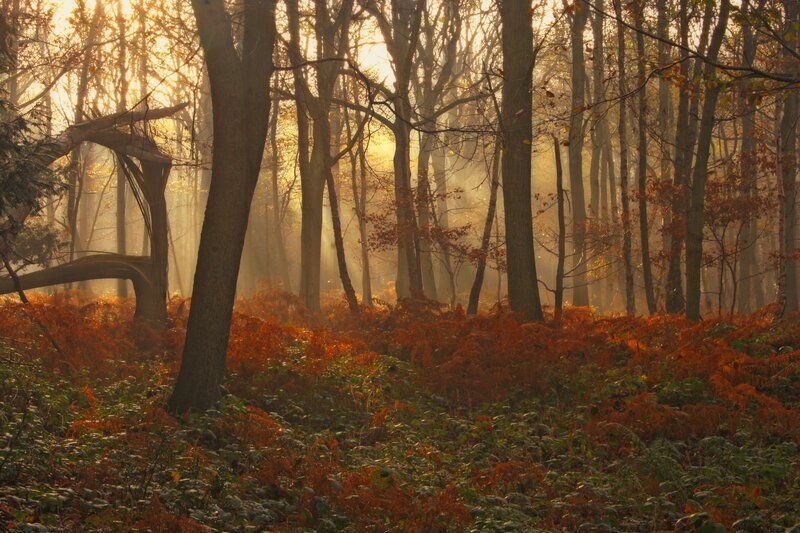 Autumn Forest at Sunrise — Orange, Serene, Morning, Photograph, Trees, Mist