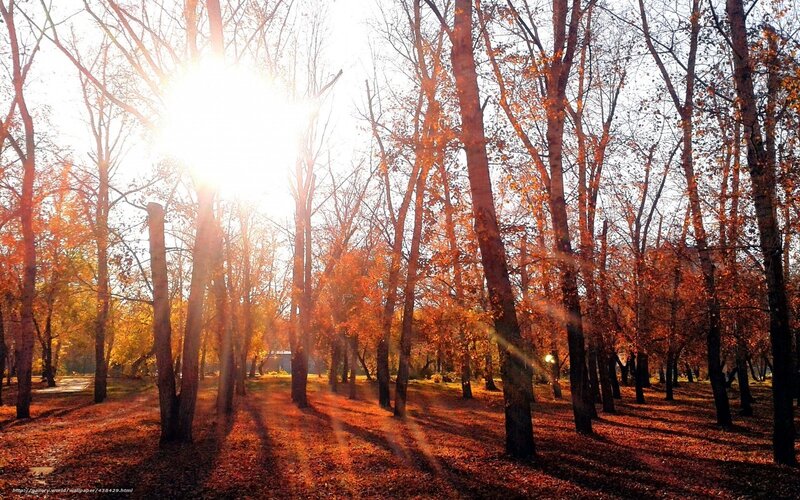 Autumn Forest at Sunrise — Orange, Serene, Morning, Photograph, Trees, Sunlight