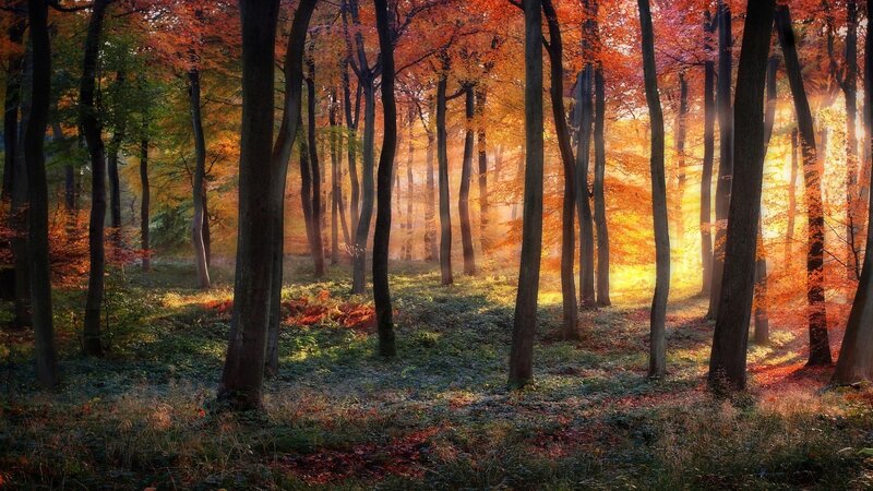 Autumn Forest at Sunrise — Orange, Serene, Morning, Photograph, Trees