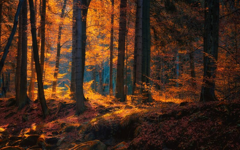 Autumn Forest at Sunrise — Orange, Serene, Photograph, Trees, Fallen Leaves